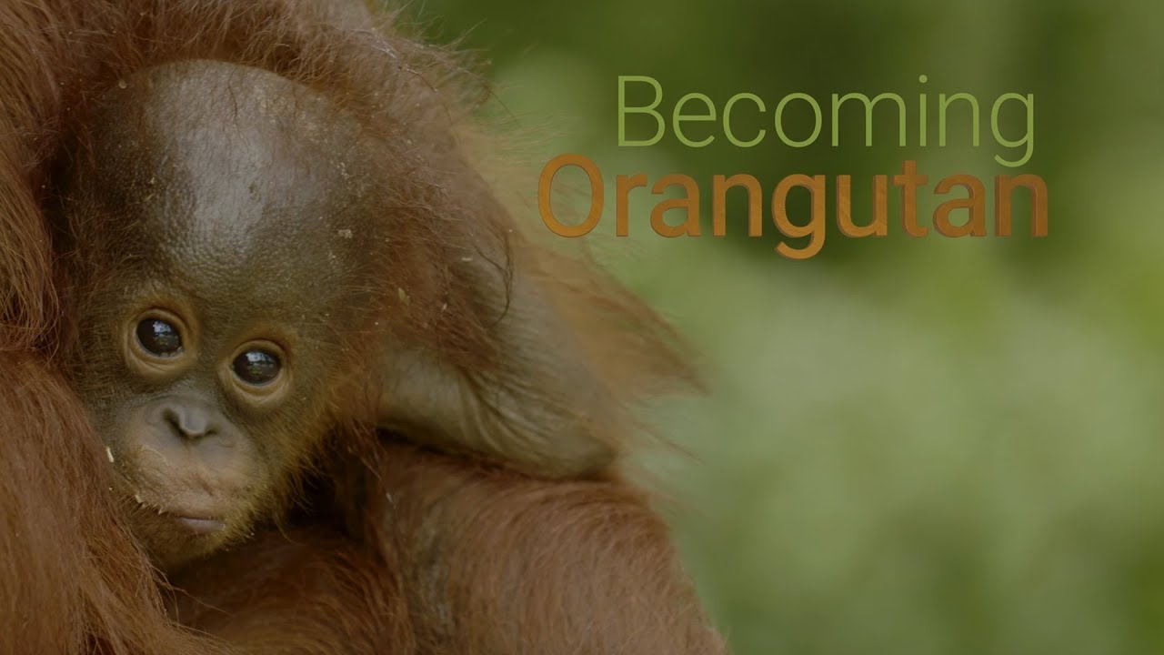 BECOMING ORANGUTAN – PREMIERING AUGUST 20, 2022