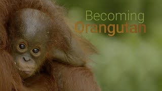 BECOMING ORANGUTAN – PREMIERING AUGUST 20, 2022