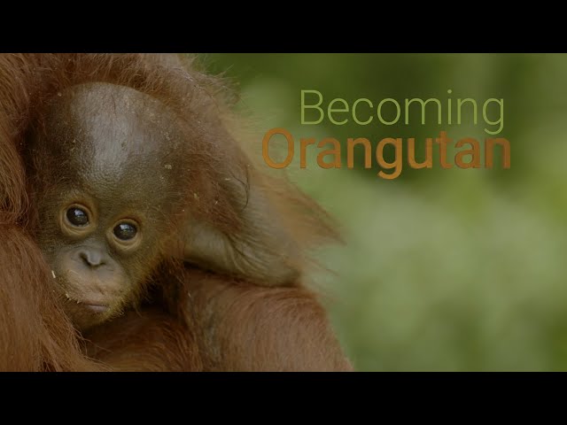 BECOMING ORANGUTAN – PREMIERING AUGUST 20, 2022