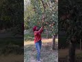 Apple Garden In Kashmir Apple Kashmir