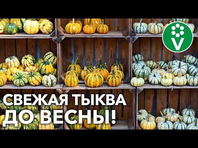 СОХРАНИТЬ ТЫКВУ ДО ВЕСНЫ РЕАЛЬНО И ОЧЕНЬ ПРОСТО! Узнайте как!
