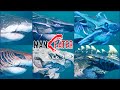 MANEATER ALL SHARKS EVOLUTION including ATOMIC SHARK. All Sharks Max Level & Short Gameplay