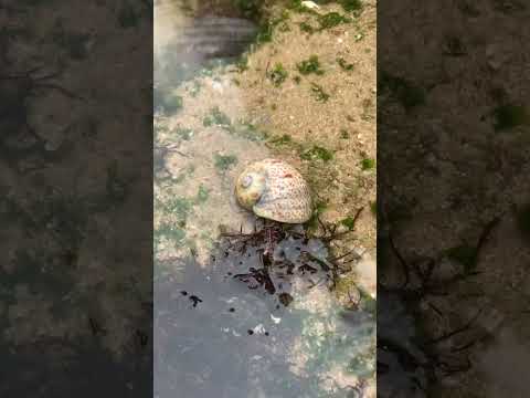 Sea snail shell: Tan-Tan beach (El Ouatia)