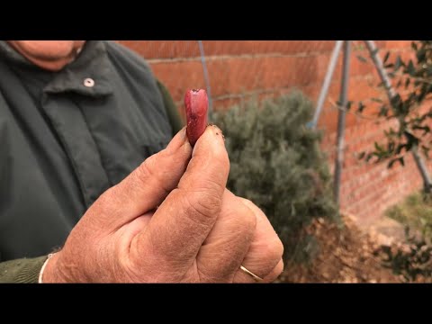 El Huerto del Abuelo - Capitulo Nº11: Cómo y cuándo sembrar habas