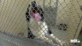 Great Falls Animal Shelter hits capacity