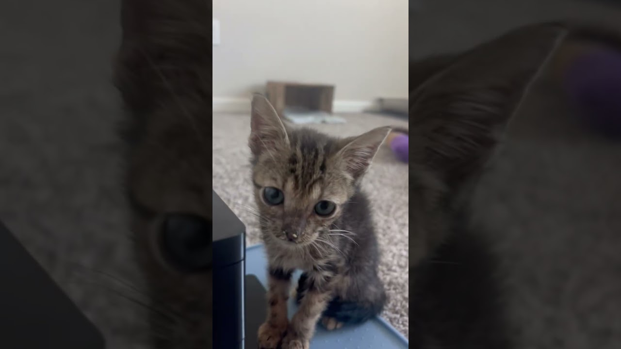 Joey video