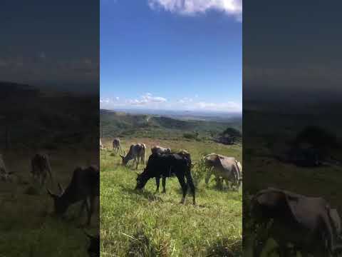 zona rural chá grande Pernambuco