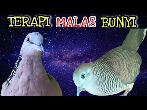 HEBOH‼️Tekukur Gacor Suara Sejuk VS Perkutut Lokal Suara Ngerol