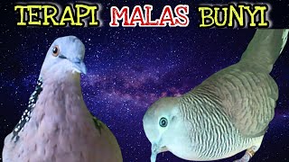 Download lagu HEBOH‼️Tekukur Gacor Suara Sejuk VS Perkutut Lokal Suara Ngerol mp3
