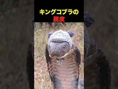 キングコブラの脱皮