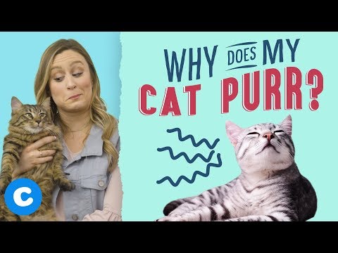 Why Does My Cat Purr? | Chewy