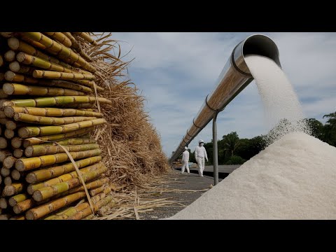 Inside the Sugar Factory: How Cane Sugar Is Made Step by Step (Start to Finish)