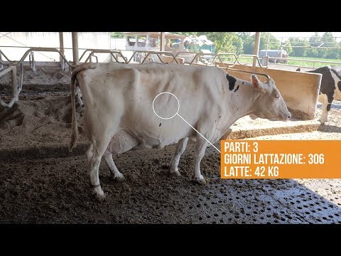 , title : 'Vacche da latte (frisona) | Primi nelle classifiche APA | I risultati dell'allevamento Palazzina'