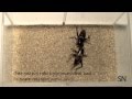 Welcome To Cricket Fight Club Science News