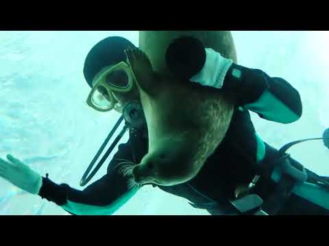 【海遊館】潜水清掃する飼育員とミゾレ（1）