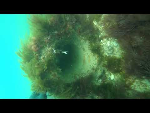 East Runton North Norfolk Coast Dive The Chalk Reef 23rd July 2020