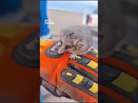 🐭 Rescataron a un monito del monte en un yacimiento petrolero