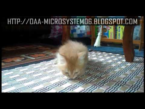 POK J that's what they call me -  CUTE CAT