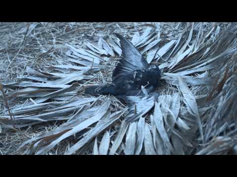 Intertwine - So What (Official video)