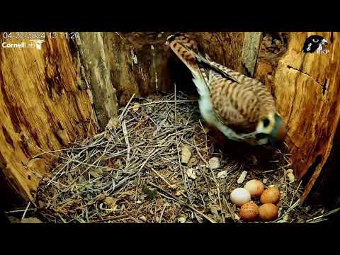Five Eggs for the Wisconsin Kestrels!
