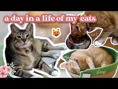 🐈 DAILY CAT ROUTINE - A DAY IN LIFE OF MY CATS - WHAT MY CATS EAT IN A DAY, PLAY TIME WITH CATS