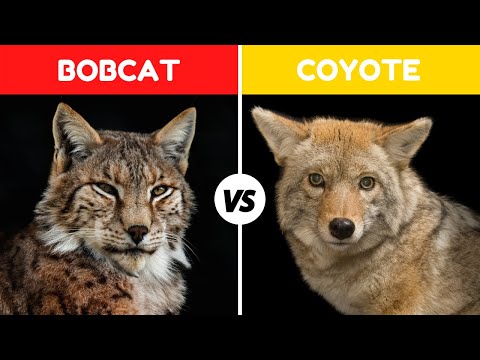 Bobcat Vs Coyote Fight Comparison || Who Would Win? || Coyote Vs Bobcat