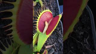 BIG carnivorous plants DIONAEA, VENUS FLY TRAP #carnivorousplants #plants #insects #animals