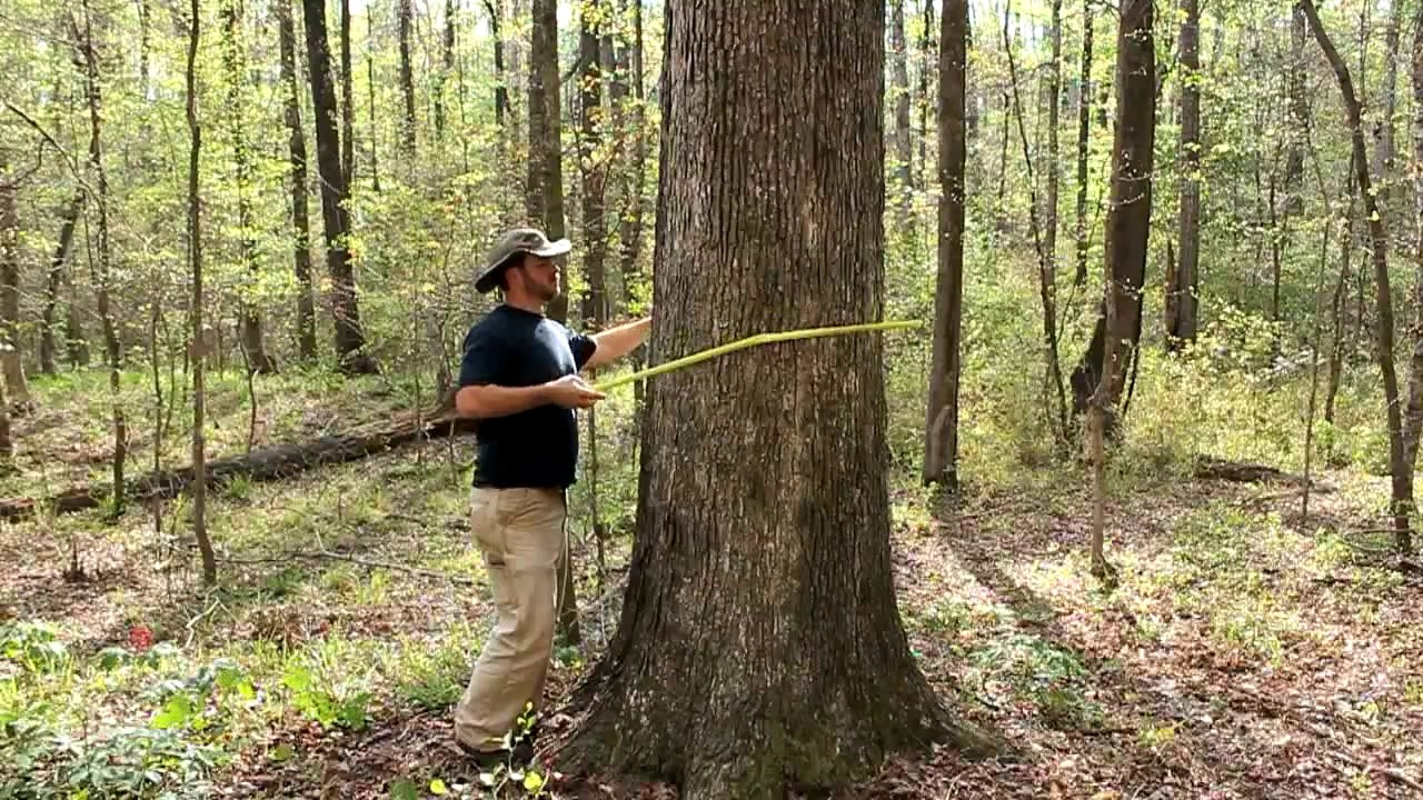 How to determine the age of a tree WITHOUT cutting it down