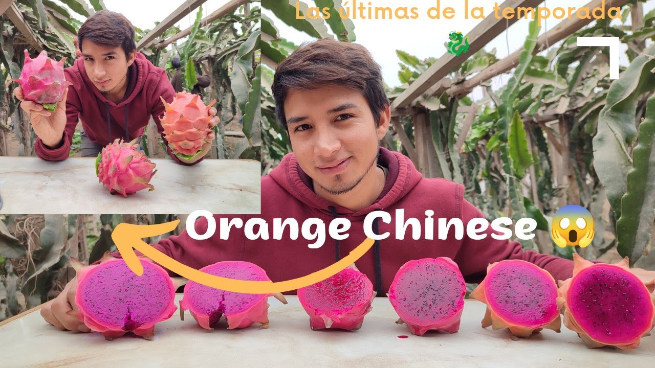 PITAHAYA Orange Chinese, Natural misti y Roja de Puerto Rico 😱😋Nuevas variedades 😋#dragonfruit