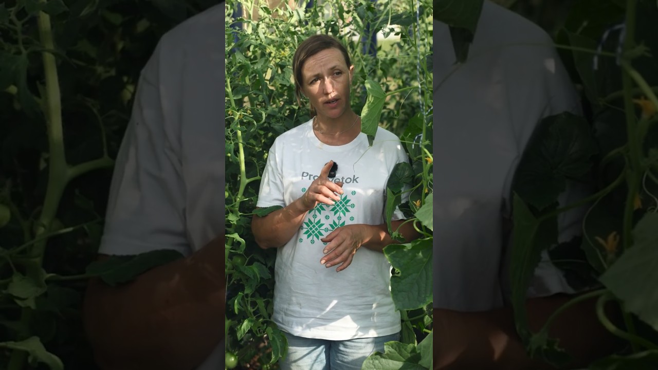 На листьях томатов желтые пятна? Срочно нужна обработка, чтобы не остаться без урожая!