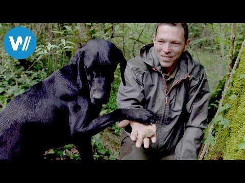Croatia, the paradise of truffle hunters (360° - GEO Reportage)