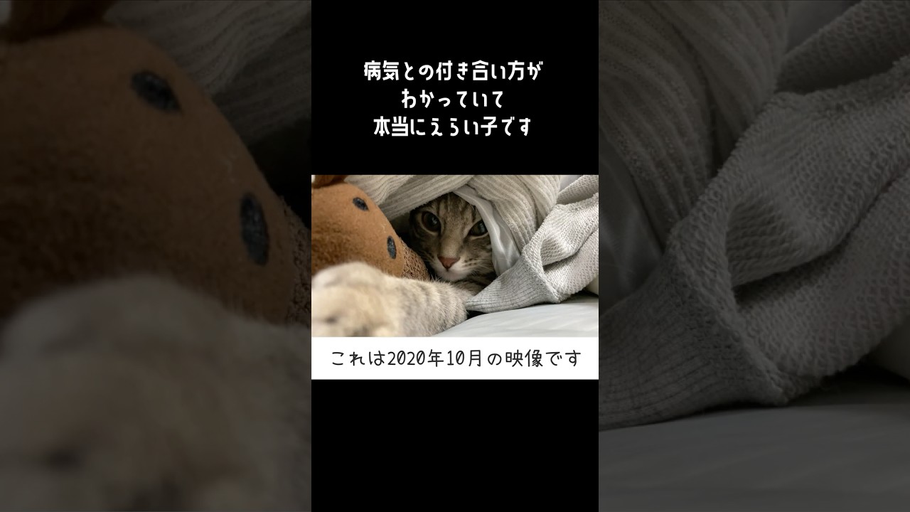 猫の知覚過敏が再発したうずらさん #cat #猫 #shorts