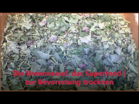 Die Brennnessel ein Superfood 🌿 | Für die Bevorratung trocknen