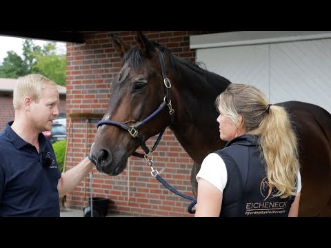 Wird Dressurpferd Conrad endgültig in Rente geschickt? Untersuchung in der Tierklinik Lüsche