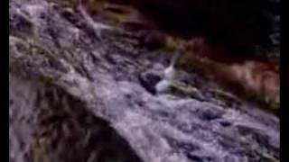 Linda Perhacs - Call of the River