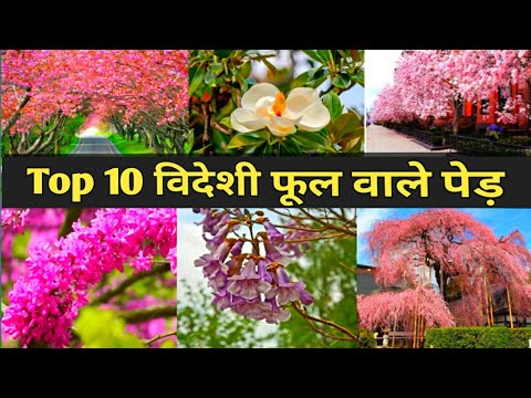 Exotic Flowering Trees/Flowering Trees for Europe/Exotic Flowering Tree for Landscape/Temperate Tree