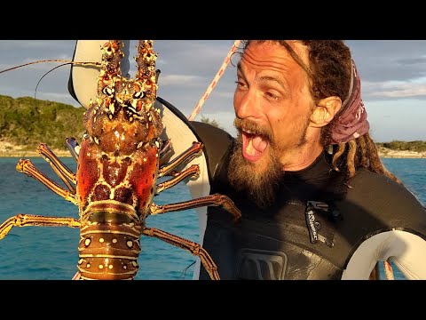 BIGGEST Lobster I've ever seen! Swimming with Dolphins [Ep 211]