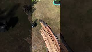 Download lagu Tupai Terbang Lepas Landas! #Hewan #CelanaPendek mp3 Download lagu Tupai Terbang Lepas Landas! #Hewan #CelanaPendek mp3