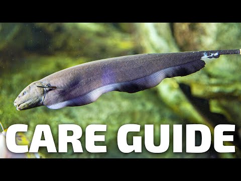 Black Ghost Knifefish Aquarium Co-Op care guide