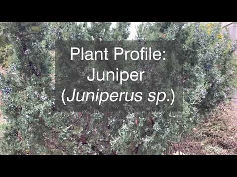 , title : 'Juniper Plant Profile'