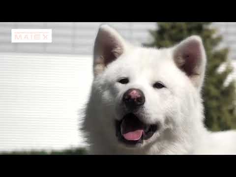 Миниатюра изображения товара Чехол на сиденье для собак MATEX Autodog. Автогамак / 56-065 (темно-серый)