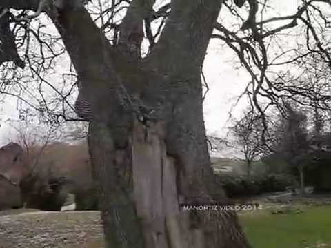 Alla Quercia di Checco con Valido Capodarca,  Lapedosa di Montedinove (Marche) (manortiz)