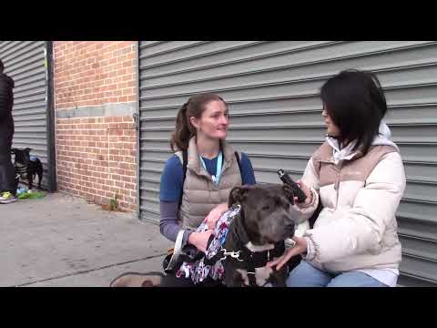 Video thumbnail for an interview with Lauren, an Animal Care Centers of NYC volunteer