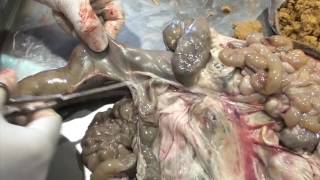 5. The necropsy procedure: inspection of abdominal viscera