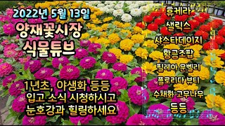 양재꽃시장 식물튜브   [야생화 ,1년초, 관엽들 입고소식 시청하시면서 눈호강과 힐링 하세요~~~]   #양…