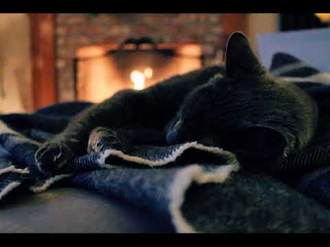 10 Hours Of Relaxing Fireplace Crackling & Cat Purring Meditation Sleeping Ambient Sound
