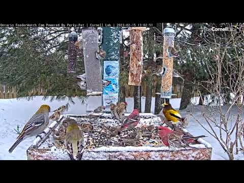 20 Minutes Of Crazy Winter Finch Action At The Ontario FeederWatch Cam! | Feb. 15, 2023