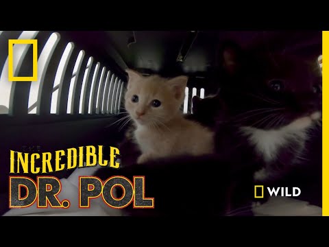 5 Kittens Get Their Vaccines | Incredible Dr. Pol