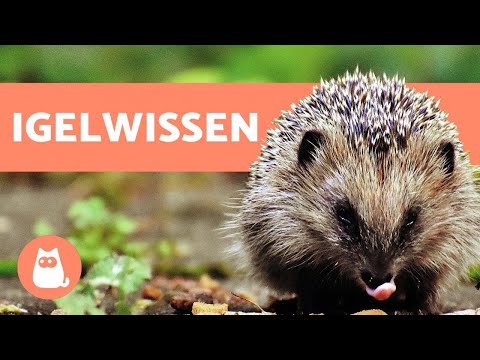 8 FACTS about hedgehogs you should know