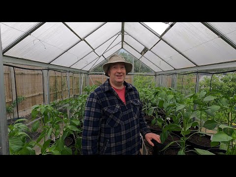 Planting out: grafted tomatoes, cucumbers, peppers, chillies, and aubergines (part 3)